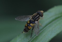 Parhelophilus integer