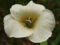 Calochortus subalpinus