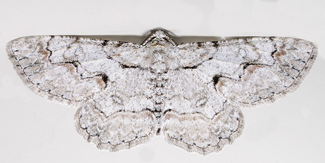 Iridopsis pseudoherse