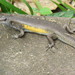 Bali Sun Skink - Photo (c) Bruno Durand, some rights reserved (CC BY-NC), uploaded by Bruno Durand