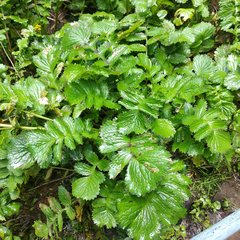 Packera sanguisorbae