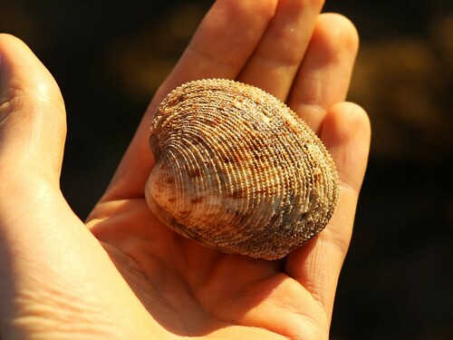 Antigona laqueata observed 2024-07-25