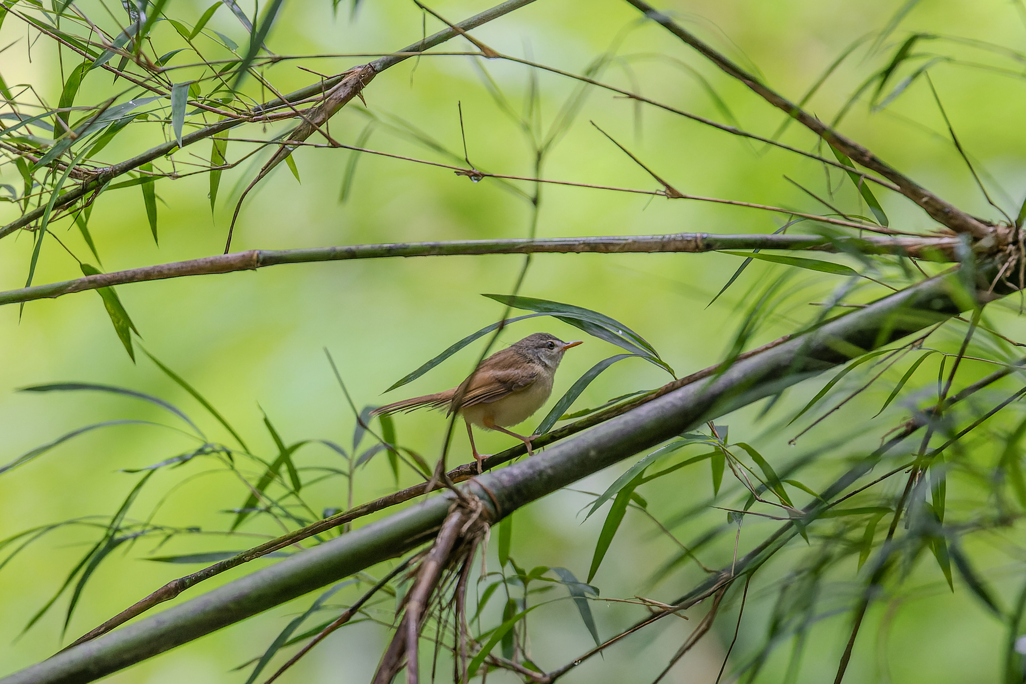 Rufescent Prinia