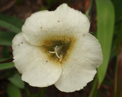 Calochortus subalpinus