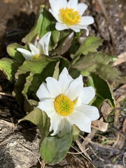 Caltha leptosepala