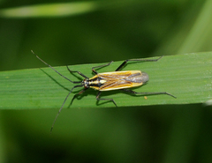 Leptopterna dolabrata