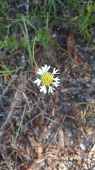 Gaillardia aestivalis winkleri