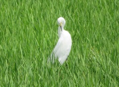 Egretta garzetta
