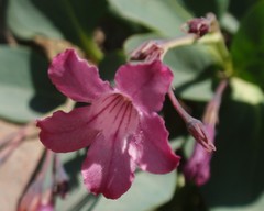 Cycladenia humilis