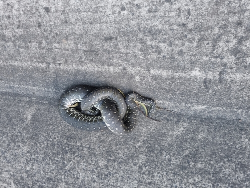 Diamond Python sighting