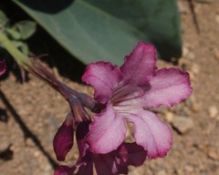 Cycladenia humilis