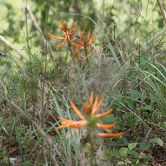 Erythrina leptorhiza