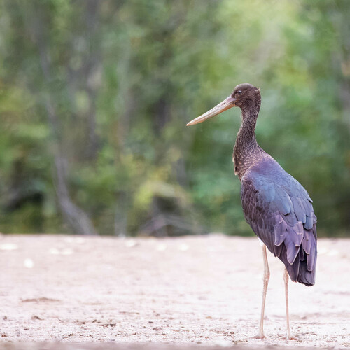 Cigogne noire, jeune