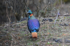 Himalayan Monal photo 3
