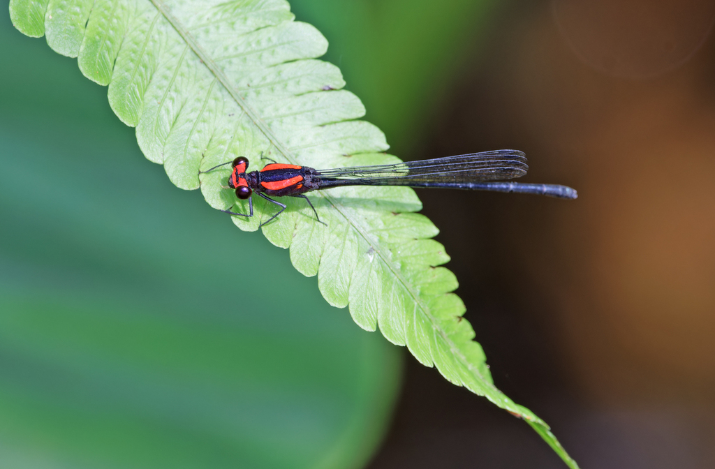 Palaiargia ceyx