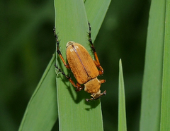 Macrodactylus subspinosus