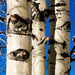 Birch Family - Photo (c) Charles Tilford, some rights reserved (CC BY-NC-SA)