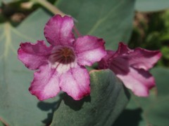 Cycladenia humilis