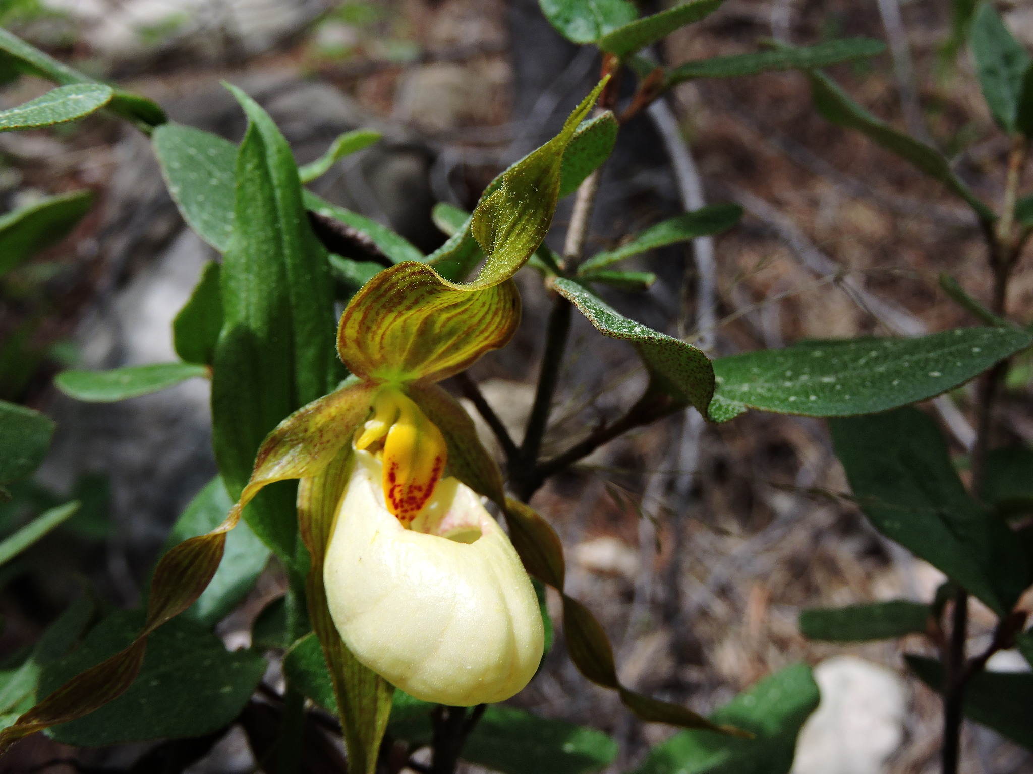 Cypripedium X columbianum