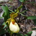 Cypripedium × columbianum - Photo (c) bioblitz, some rights reserved (CC BY-ND), uploaded by bioblitz