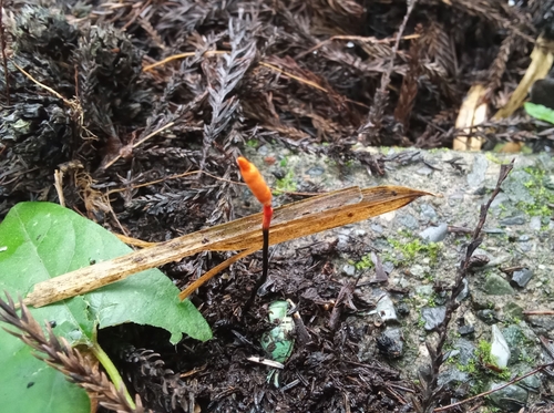 Ophiocordyceps nutans