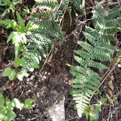 Notholaena galeottii