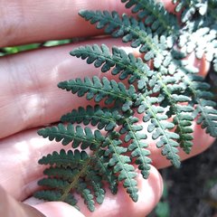 Notholaena galeottii