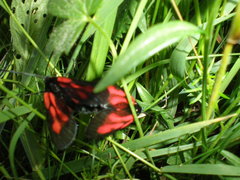 Zygaena osterodensis