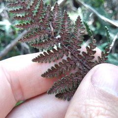 Notholaena galeottii