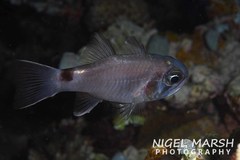 Nectamia savayensis