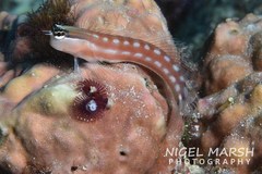 Ecsenius australianus