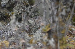 Ochotona macrotis