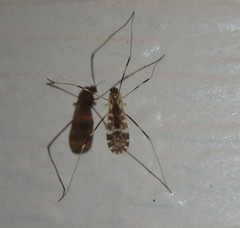 Erioptera caliptera