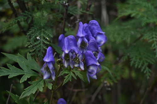 Aconitum villosum