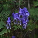 Aconitum kusnezoffii - Photo (c) 红梅, algunos derechos reservados (CC BY-NC), subido por 红梅