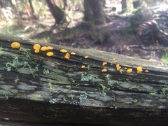 Heterotextus miltinus