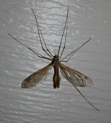 Tipula bicornis