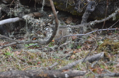 Ochotona macrotis