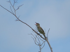 Acrocephalus orientalis