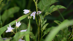 Solanum carolinense