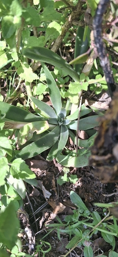 Echeveria platyphylla