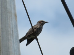 Hypsipetes amaurotis