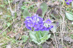 Primula griffithii