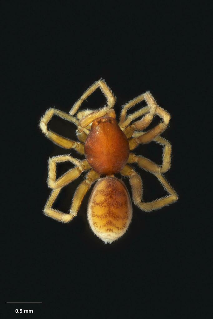 Duripelta