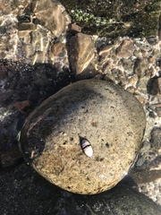 Ischnochiton pusio