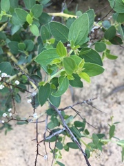 Ceanothus cordulatus