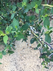 Ceanothus cordulatus