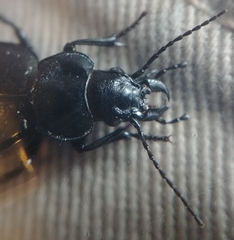 Calosoma luxatum