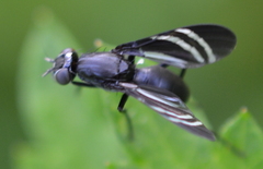 Tritoxa flexa