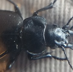 Calosoma luxatum